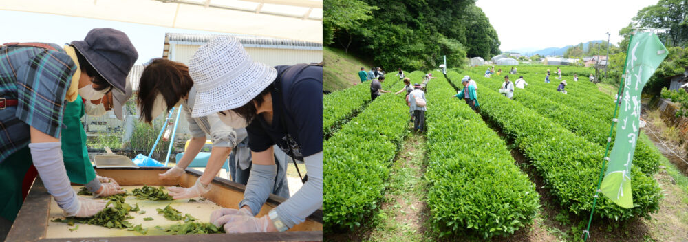 丹波篠山 丹波茶 新茶 お茶 大国寺と丹波茶まつり 茶摘み 手揉み 体験 兵庫