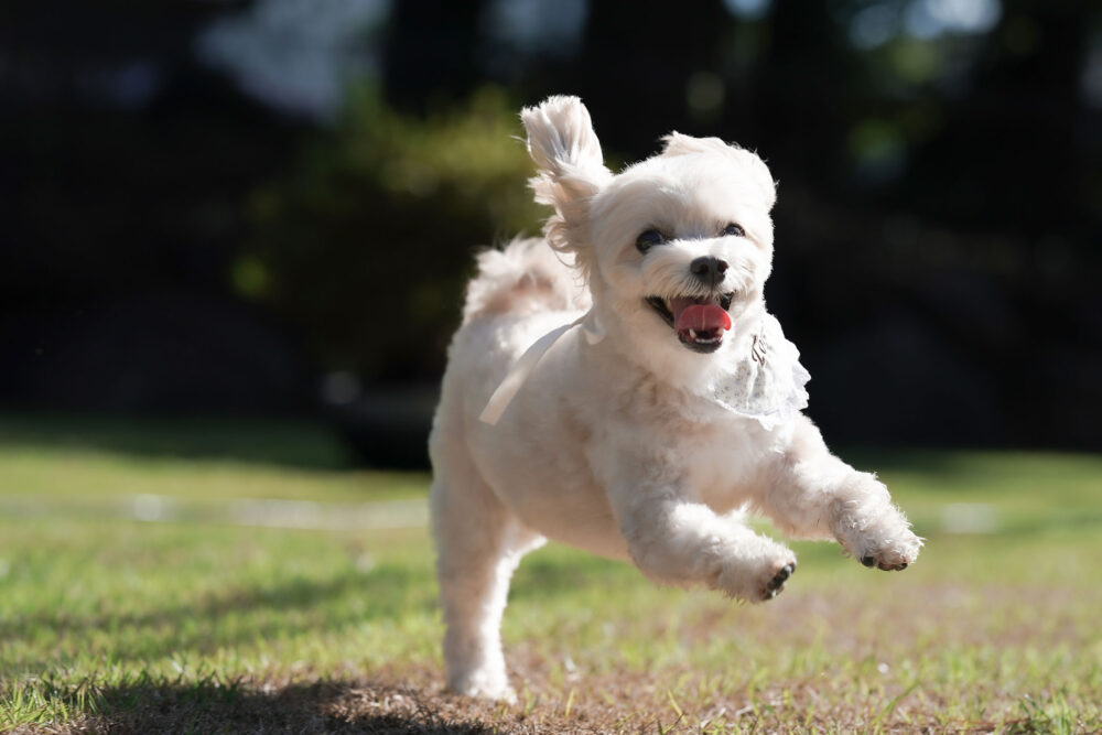 淡路サウナグランピングMeri サウナ グランピング 淡路 兵庫 オープン