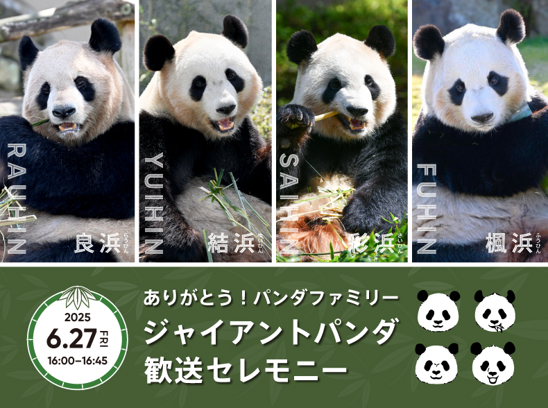 和歌山 アドベンチャーワールド ジャイアントパンダ パンダ 帰国 セレモニー イベント