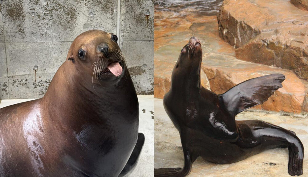 兵庫 豊岡 水族館 城崎マリンワールド トド 鰭脚類 世界初 人まね 論文 研究 動物