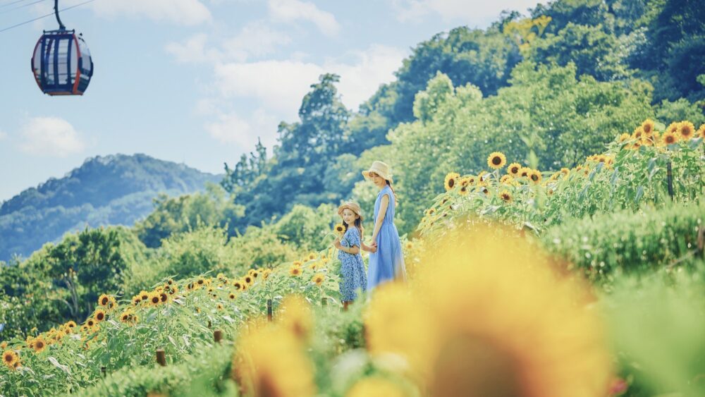 神戸布引ハーブ園 神戸 GARDEN FEST 夏 ひまわり ミスト イルミネーション イベント