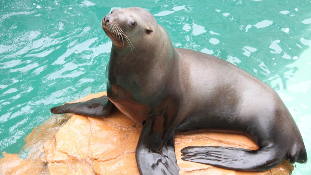 兵庫 豊岡 水族館 城崎マリンワールド トド 鰭脚類 世界初 人まね 論文 研究 動物
