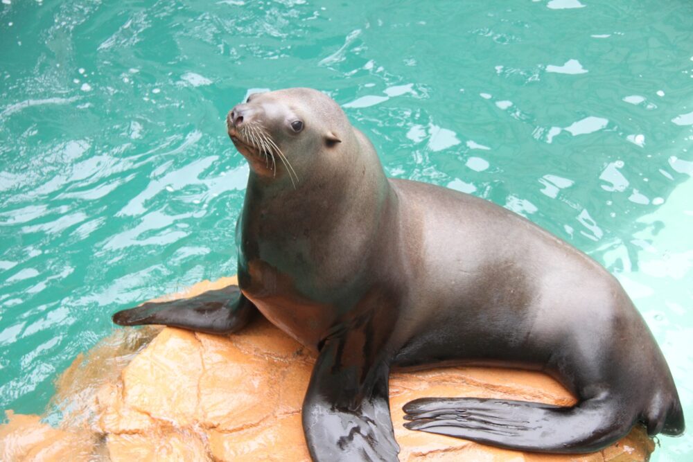 兵庫 豊岡 水族館 城崎マリンワールド トド 鰭脚類 世界初 人まね 論文 研究 動物