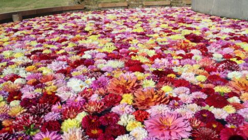 淡路島 秋のカーニバル 明石海峡公園 イベント 体験 淡路 兵庫 神戸