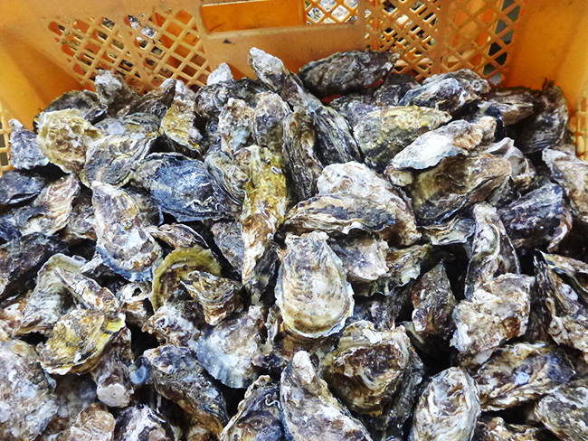 道の駅みき 牡蠣 カキ 相生 牡蠣祭り