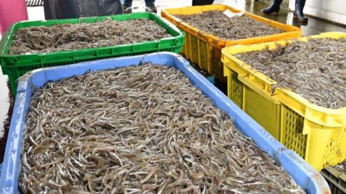 Photo AC イカナゴ いかなご