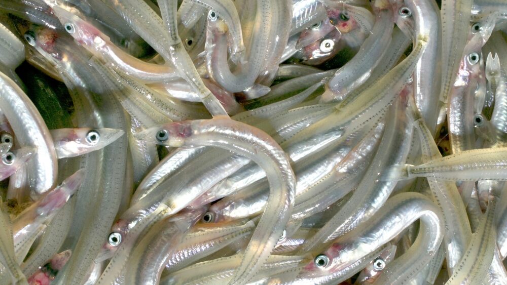 Photo AC イカナゴ