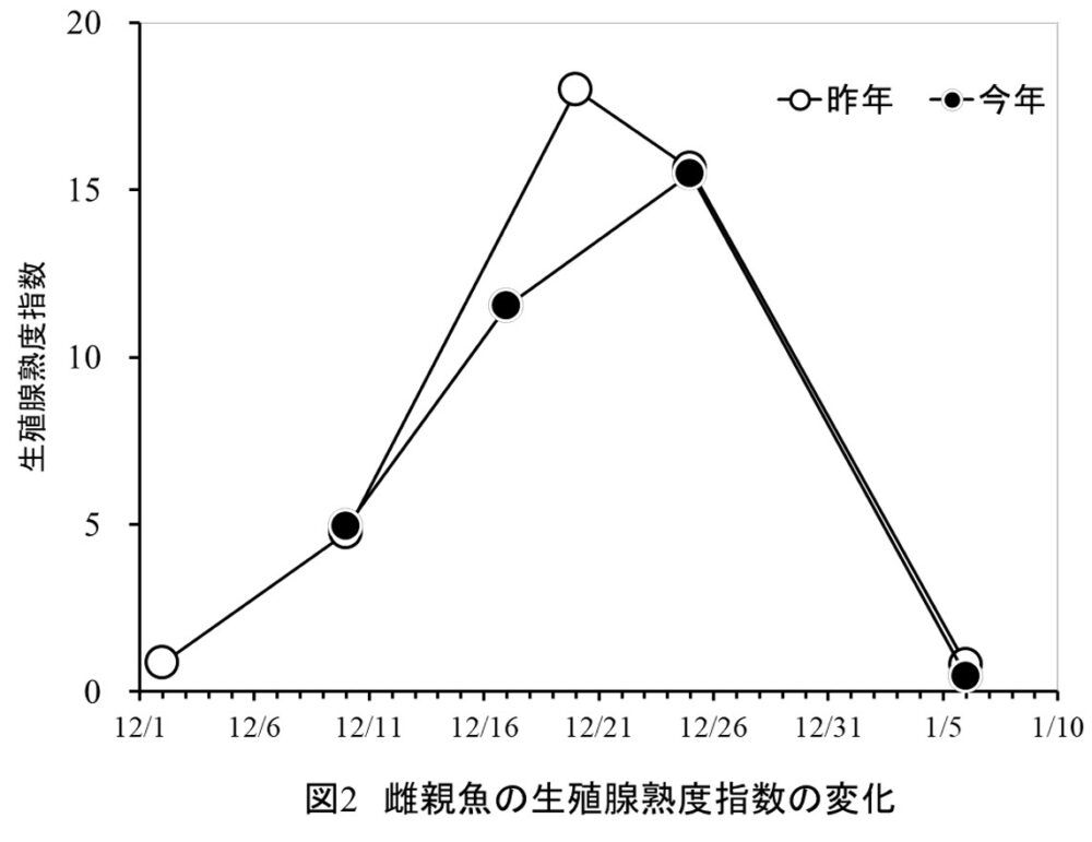イカナゴ シンコ 漁況 予報 兵庫 播磨灘