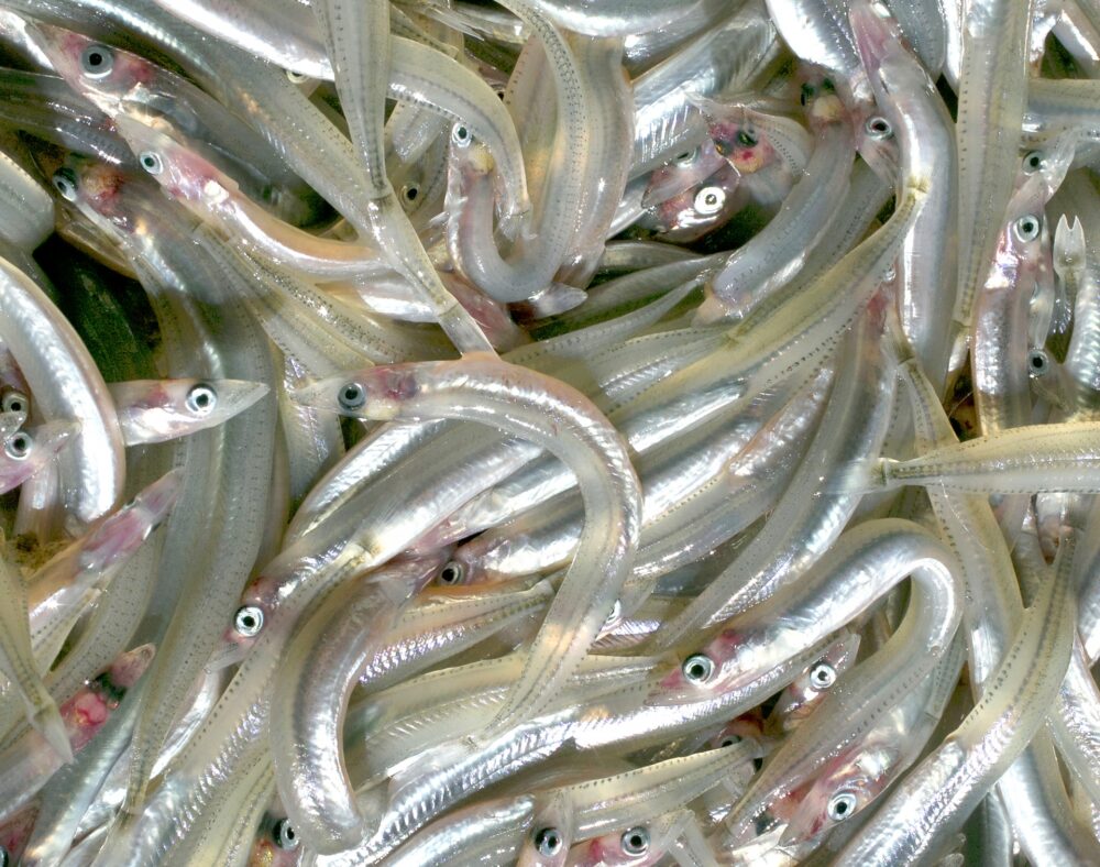 Photo AC イカナゴ