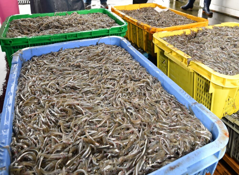 Photo AC イカナゴ いかなご