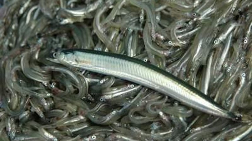 兵庫県 イカナゴ いかなご シンコ漁 播磨灘 大阪湾