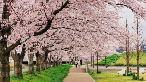 三田市 武庫川桜づつみ回廊 さんだ桜まつり 三田 桜