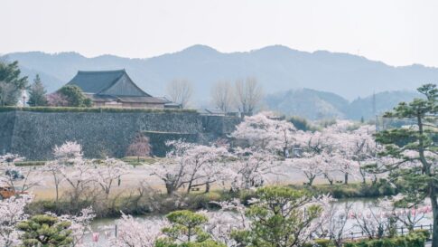 丹波篠山市 さくらまつり 桜 花見 春の味まつり 篠山城跡