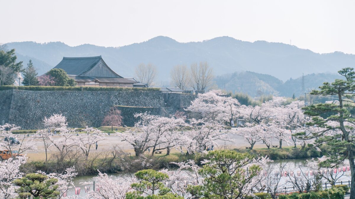 丹波篠山市 さくらまつり 桜 花見 春の味まつり 篠山城跡