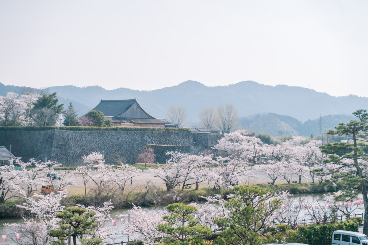 丹波篠山市 さくらまつり 桜 花見 春の味まつり 篠山城跡