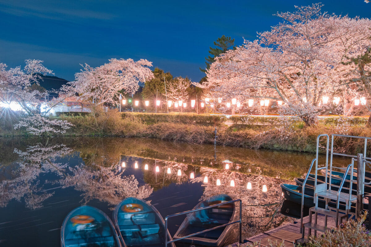 丹波篠山市 さくらまつり 桜 花見 春の味まつり 篠山城跡