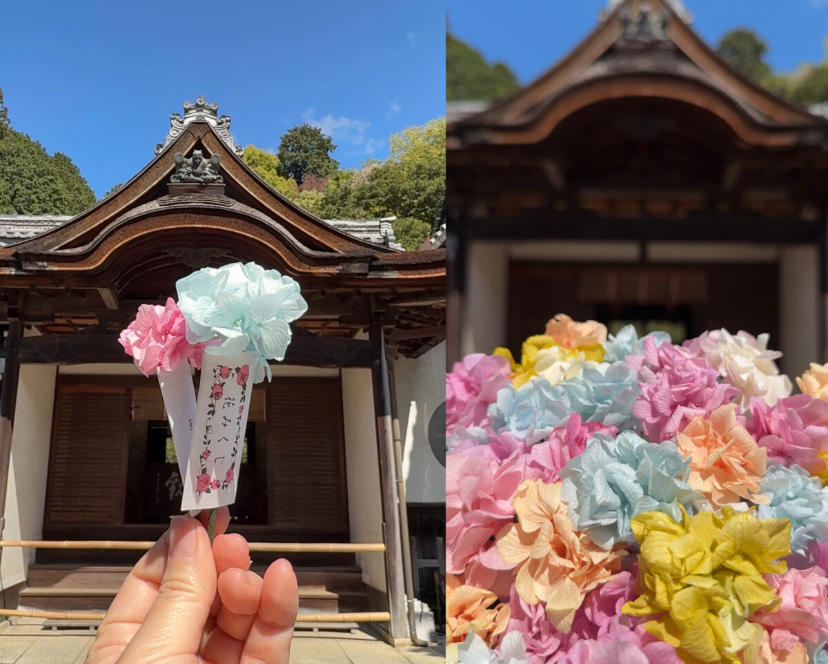 あじさい 紫陽花 アジサイ 京都 柳谷観音楊谷寺 あじさいウィーク 黒牟城 豊臣兄弟 映画 ロケ地 大河 ドラマ