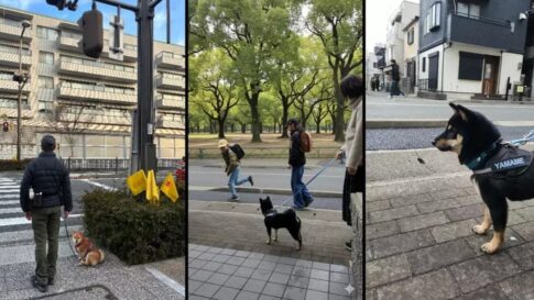 わんわん見守り隊 神戸市 ネスレ 兵庫県警 神戸市獣医師会 防犯