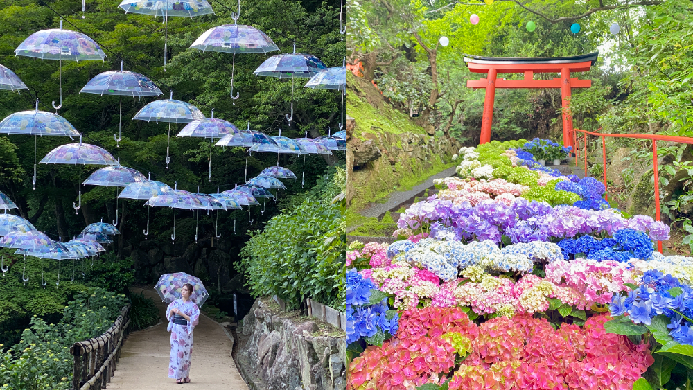 あじさい 紫陽花 アジサイ 京都 柳谷観音楊谷寺 あじさいウィーク 黒牟城 豊臣兄弟 映画 ロケ地 大河 ドラマ