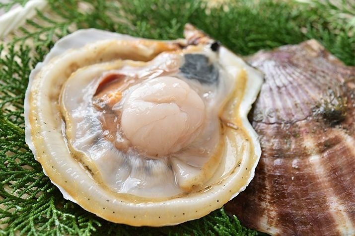 三陸産の泳ぐホタテ