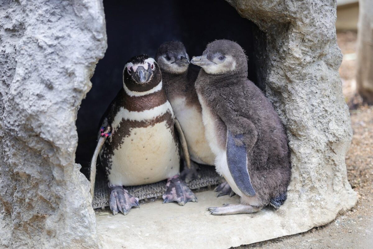 親鳥と2羽のマゼランペンギンのヒナ