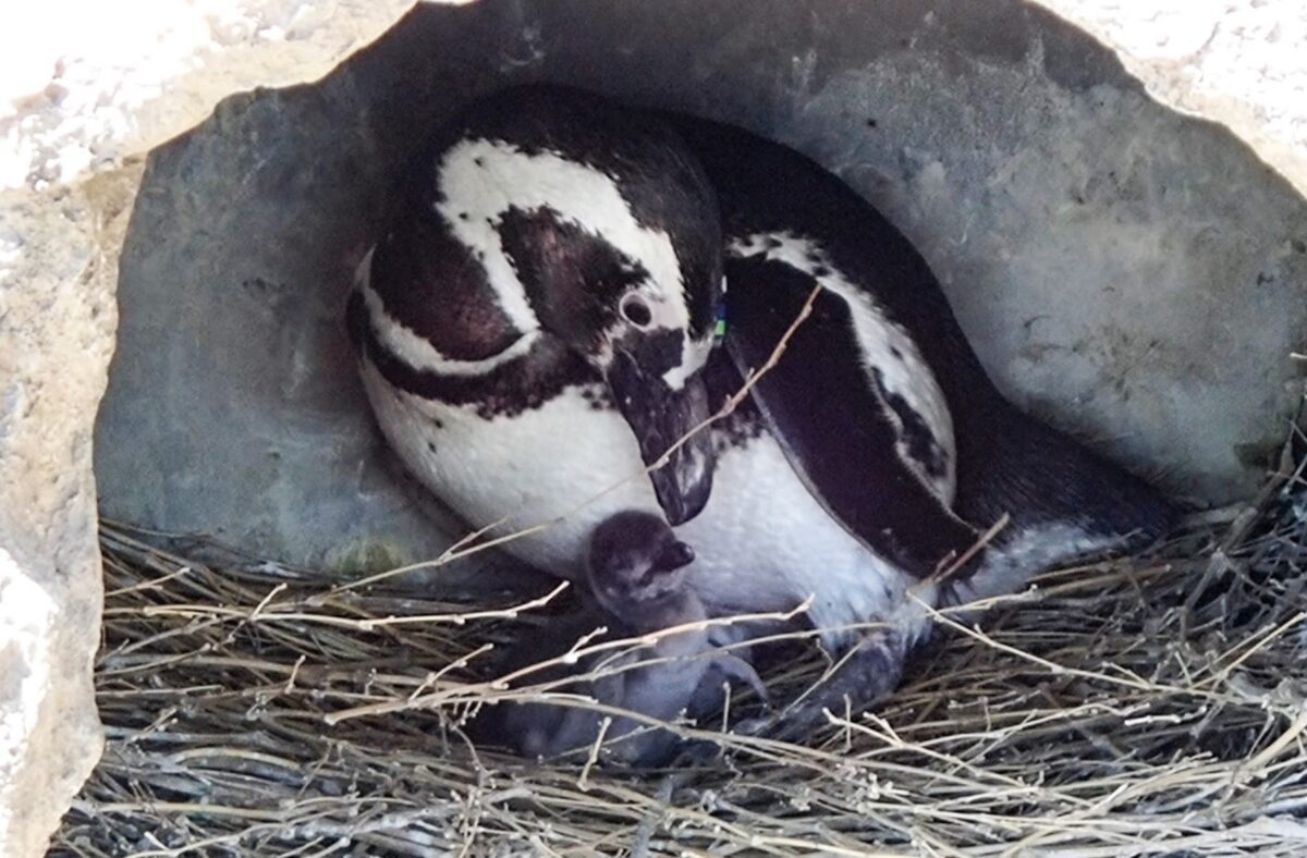 親鳥と孵化後1日目のマゼランペンギンのヒナ