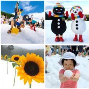 真夏の雪原に並ぶひまわりとスノイル＆ワルイル、雪あそびの様子