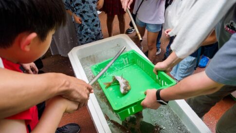 垂水商店街 夏まつり 縁日