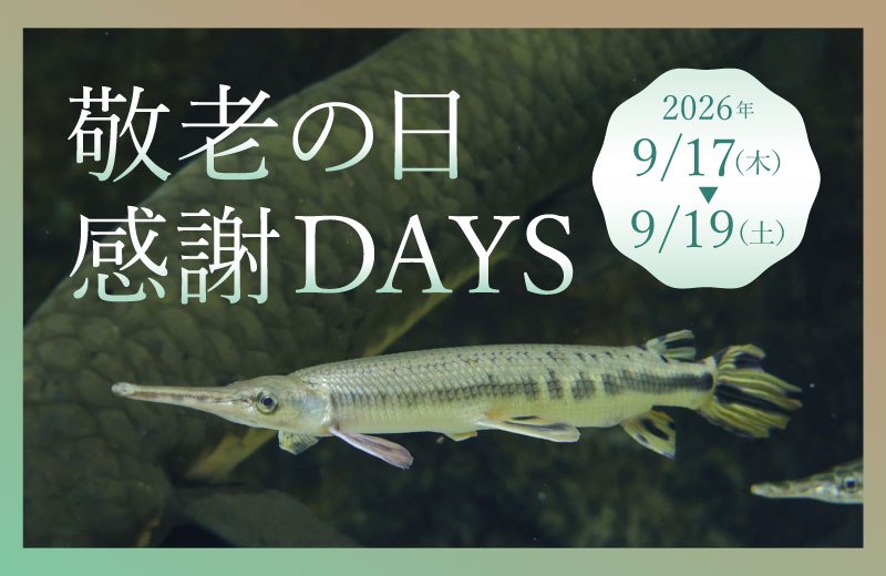敬老の日感謝DAYSのバナー