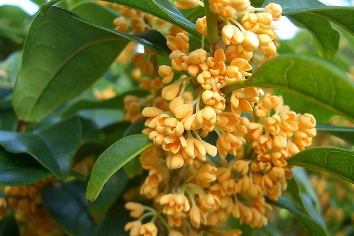 オレンジ色の小花をびっしりと咲かせたキンモクセイ