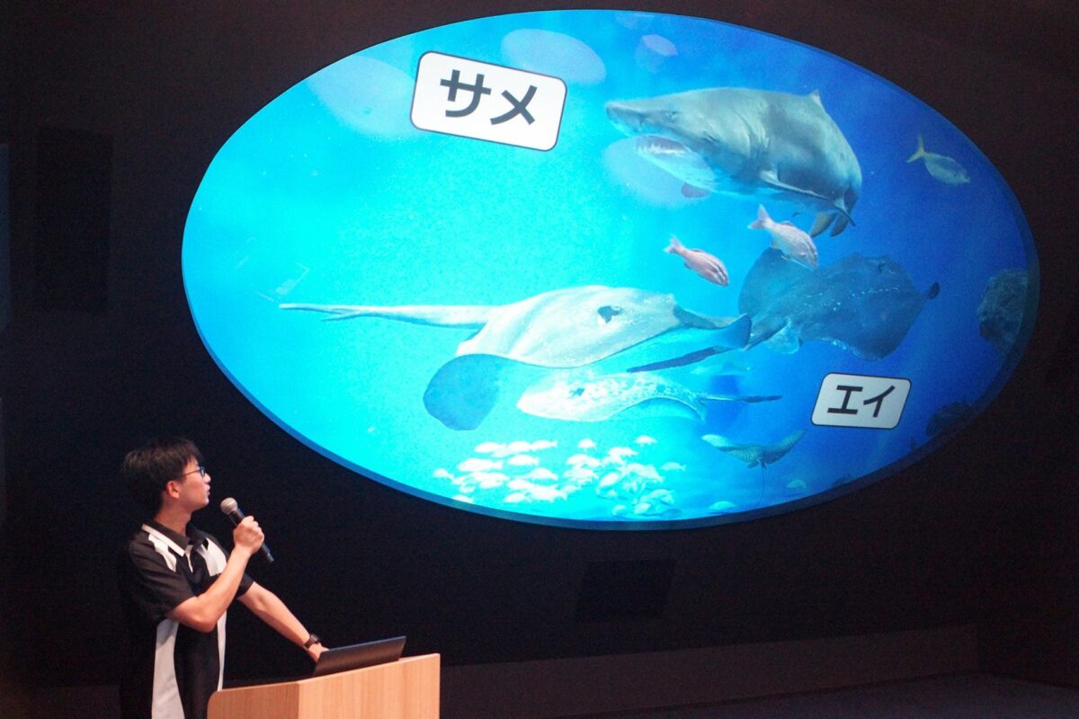 サメとエイの映像を使ったレクチャーの様子
