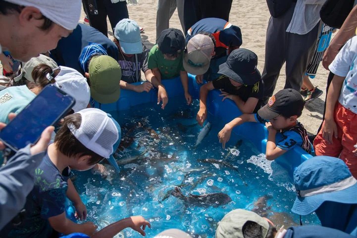 タッチプールの魚に触れる子どもたち