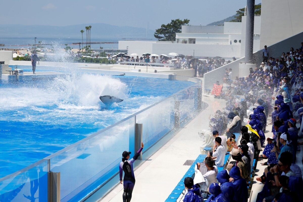 シャチの尾びれから水しぶきが上がるテールバースト