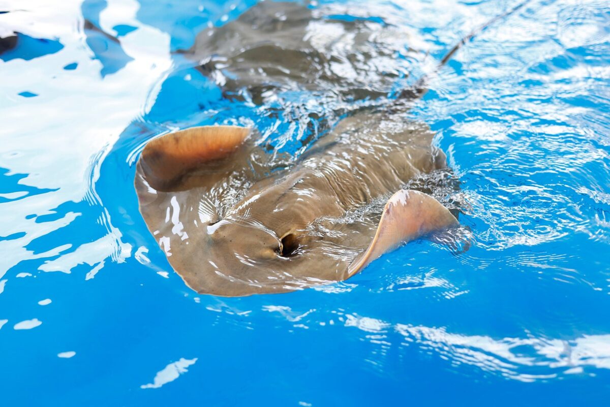 タッチングプールで水面に上がってきたエイ