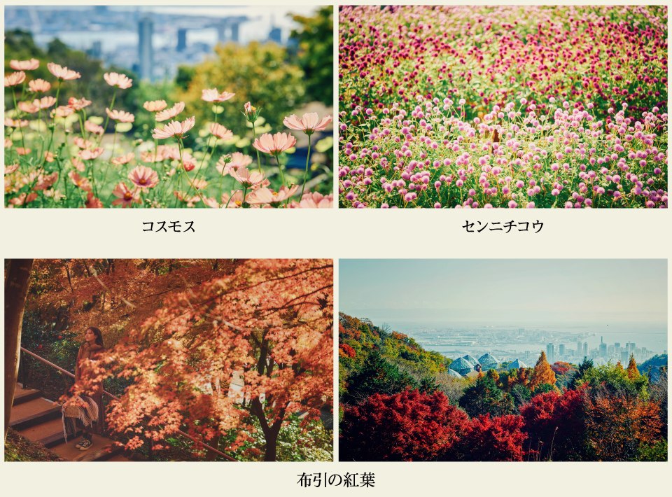 コスモス・センニチコウ・布引の紅葉