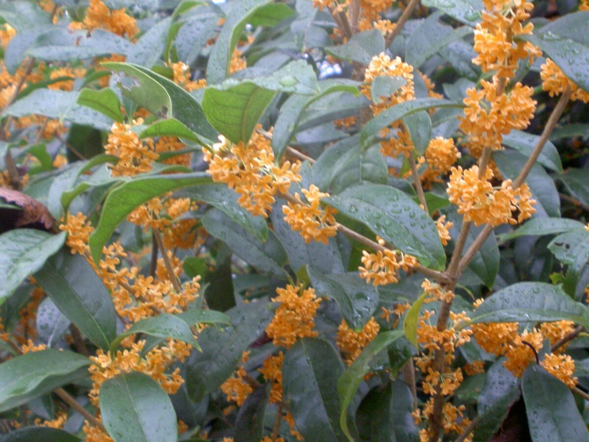 明石公園のにおいの花園で咲くキンモクセイ