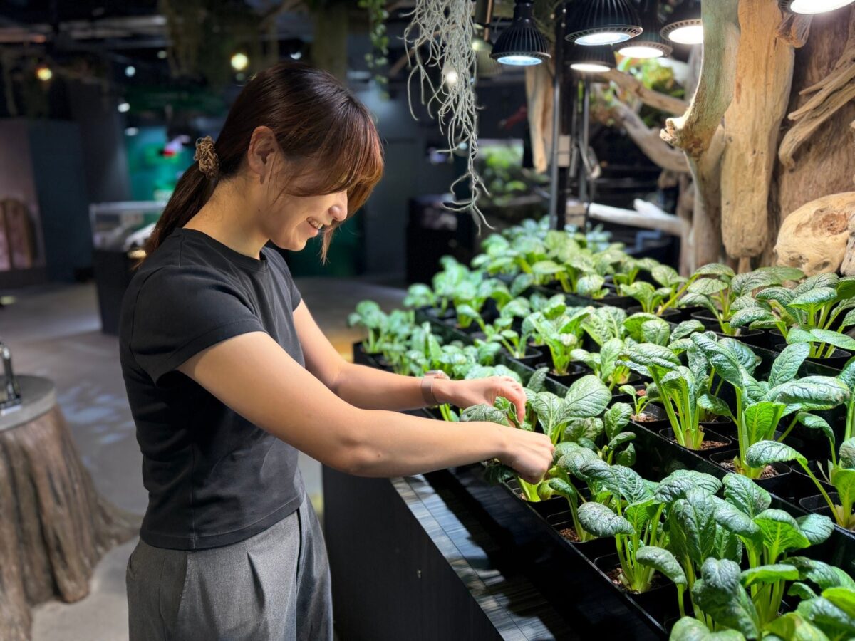 アクアポニックスの棚で野菜を収穫する様子