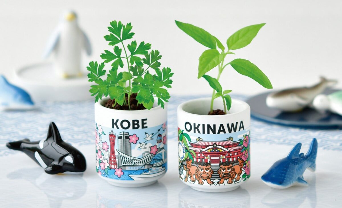 神戸と沖縄のおちょこで育てる栽培キット