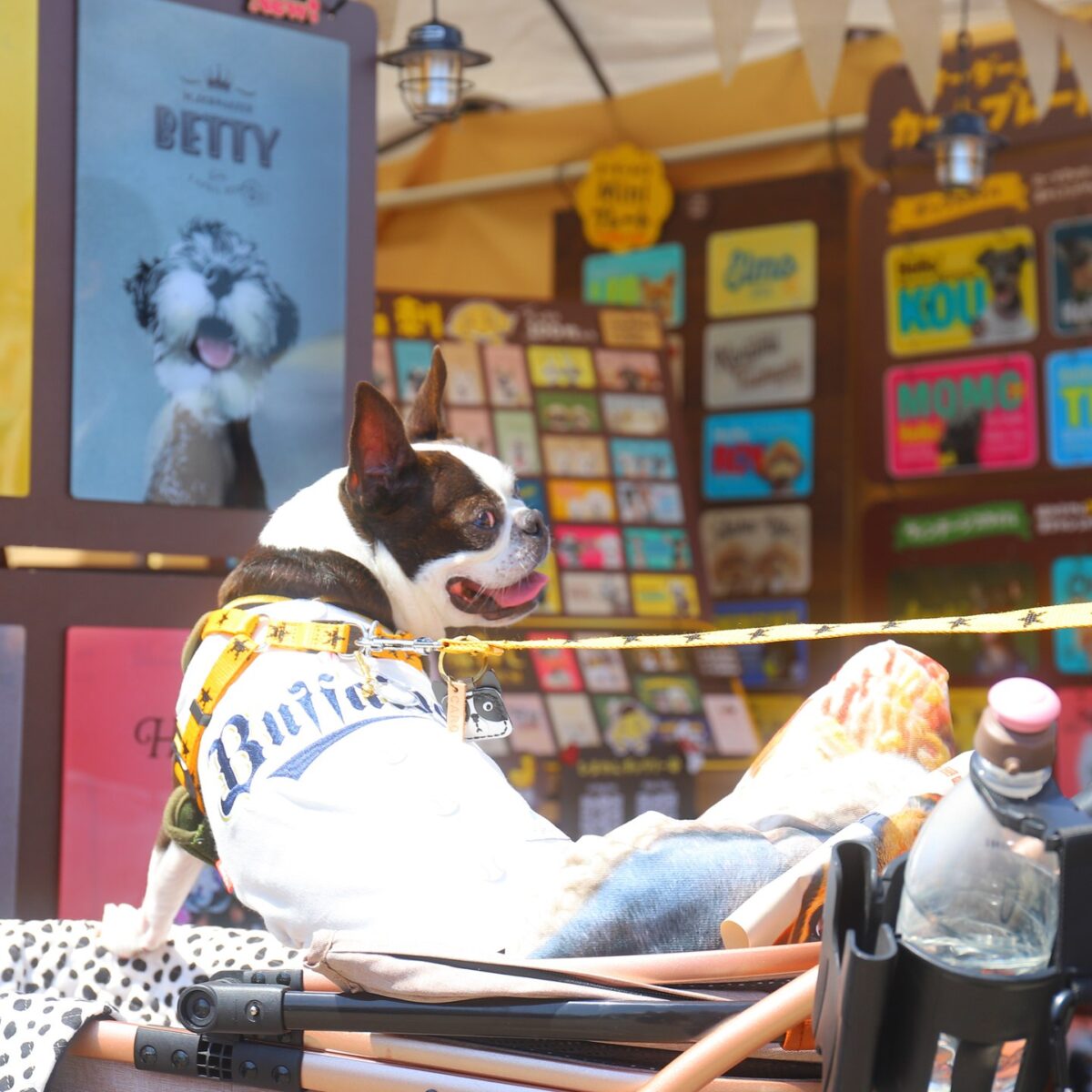 わんわんマルシェの出店ブースでくつろぐ犬