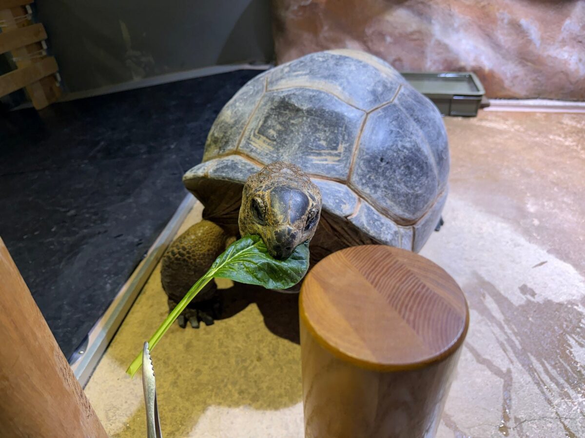 収穫した葉を食べるアルダブラゾウガメ