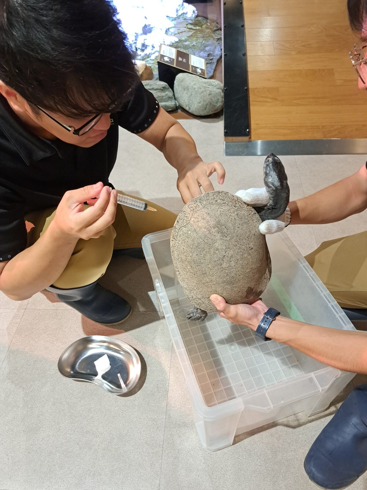 甲羅のある生きものの処置を手伝うスタッフの手元