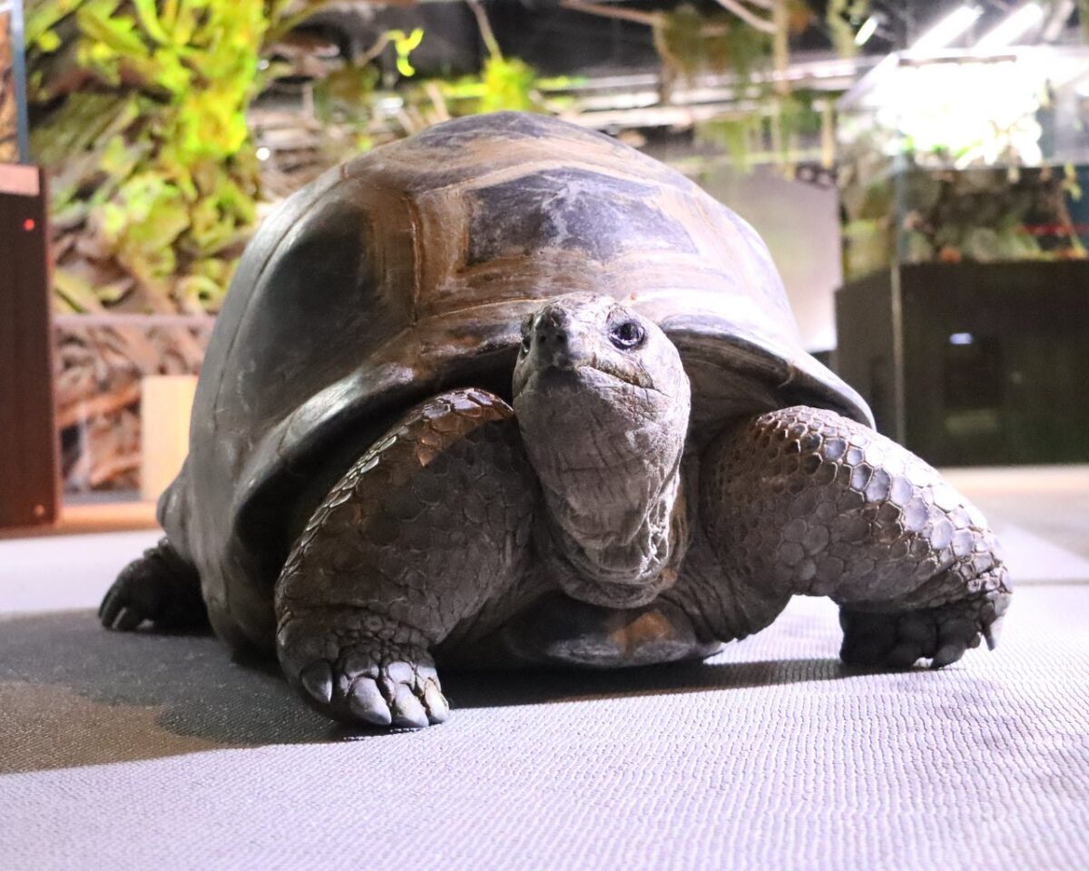 アトアで暮らすアルダブラゾウガメ