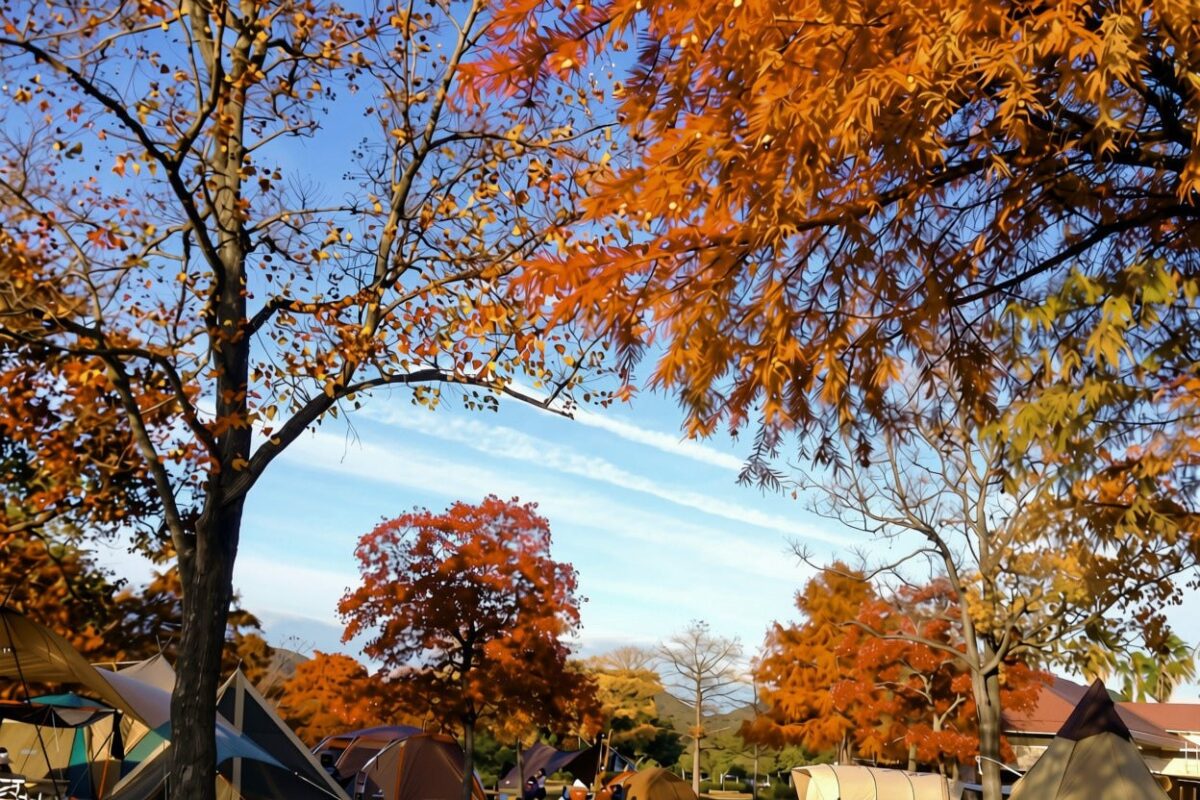 紅葉に囲まれたグランピング施設の敷地