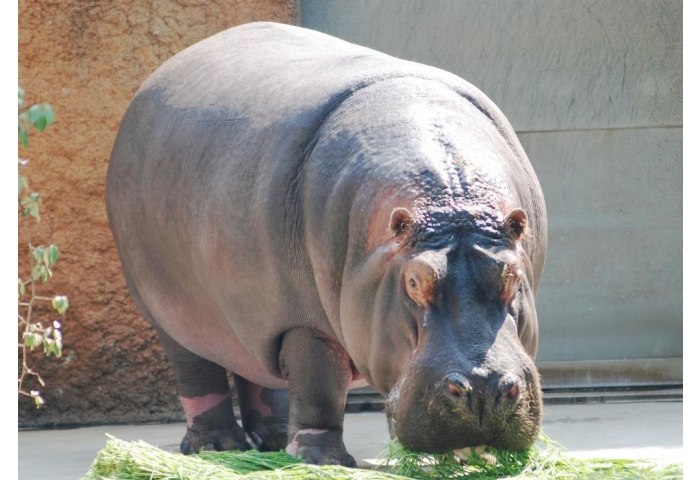 草を食べる王子動物園のカバ