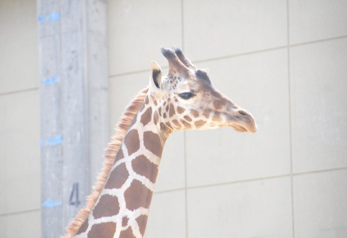 王子動物園のキリン