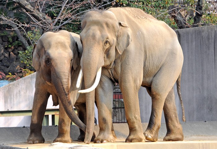 王子動物園のアジアゾウ