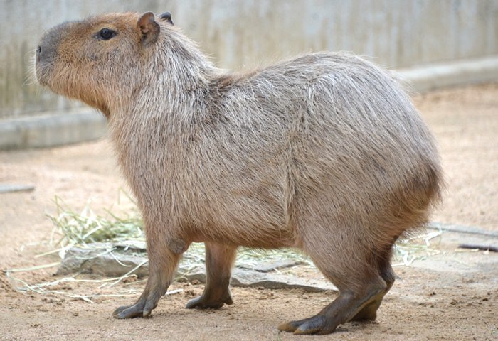 王子動物園のカピバラ