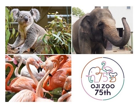 王子動物園のコアラ・ゾウ・フラミンゴと75周年ロゴ