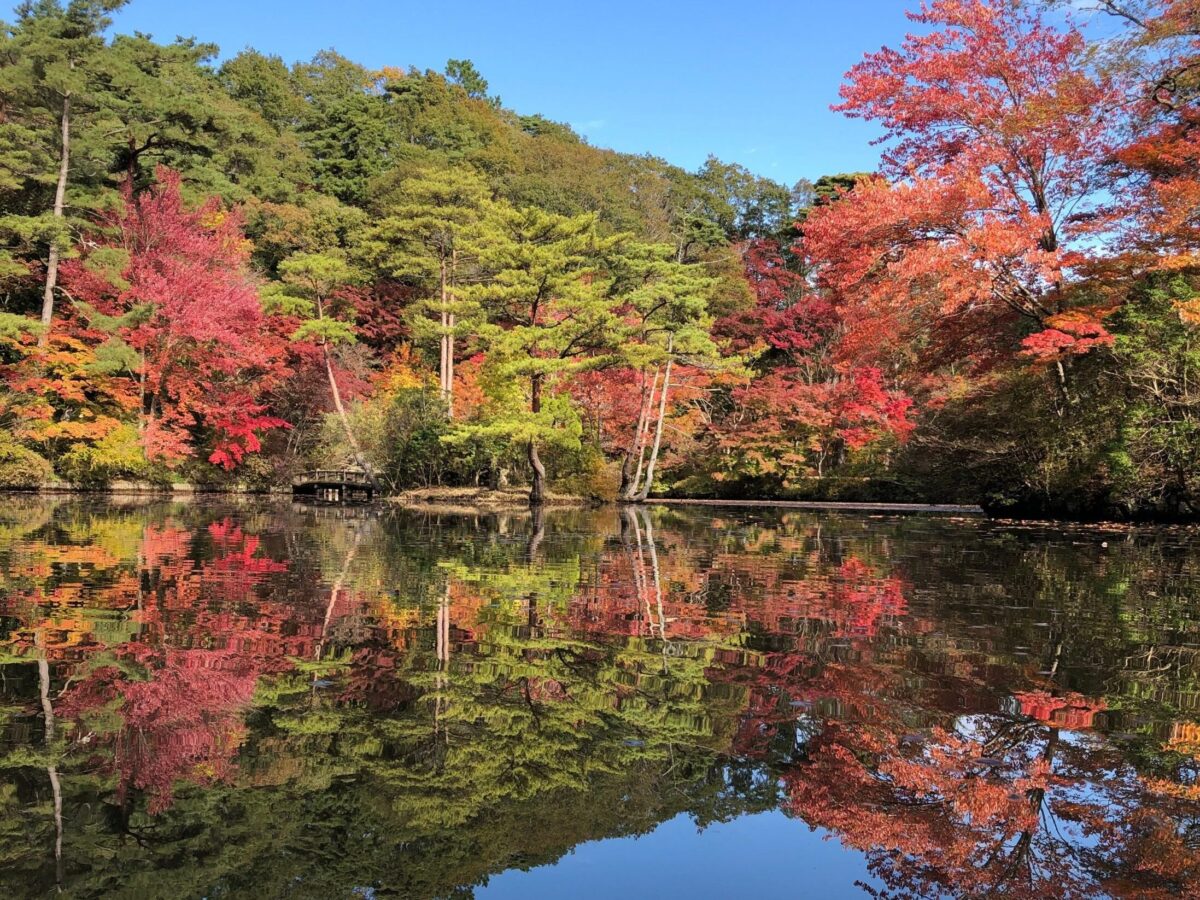 森林植物園の池と紅葉