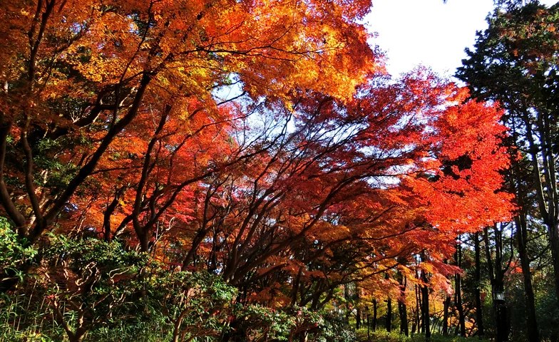 須磨離宮公園のもみじ道の紅葉